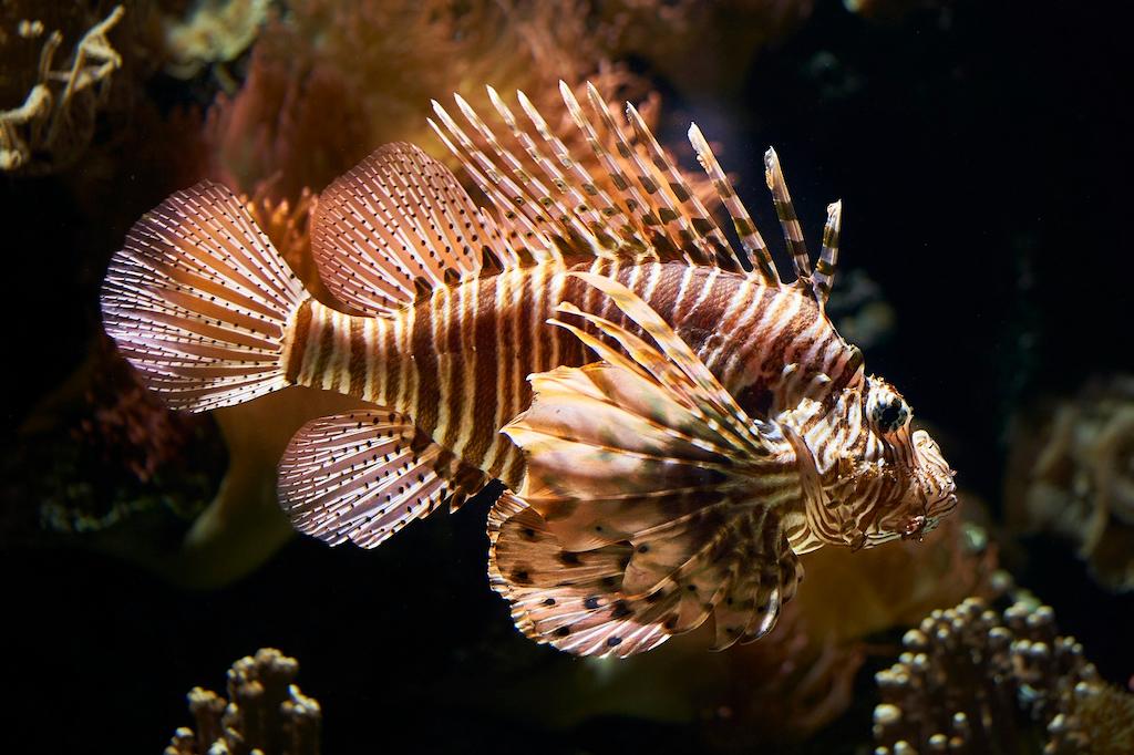 Makanan Lion Fish