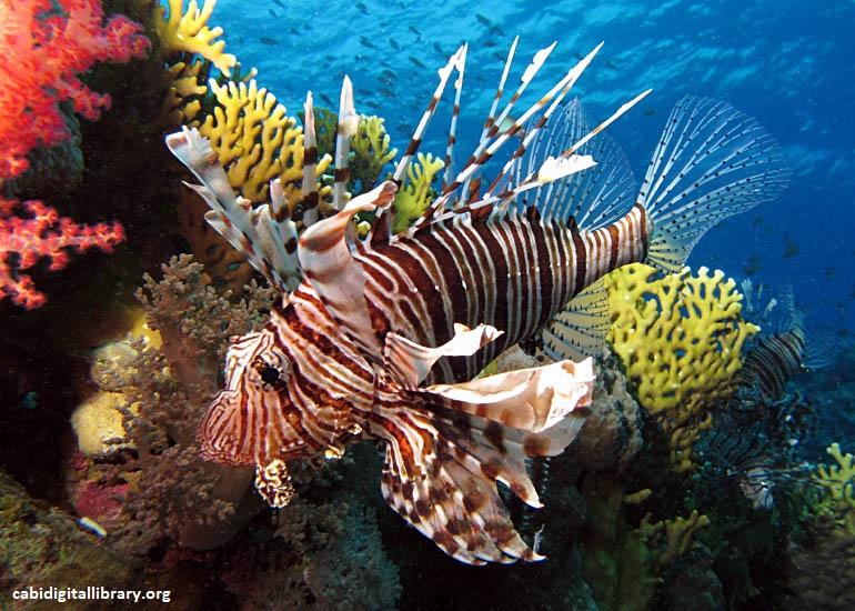 Miles Lion Fish