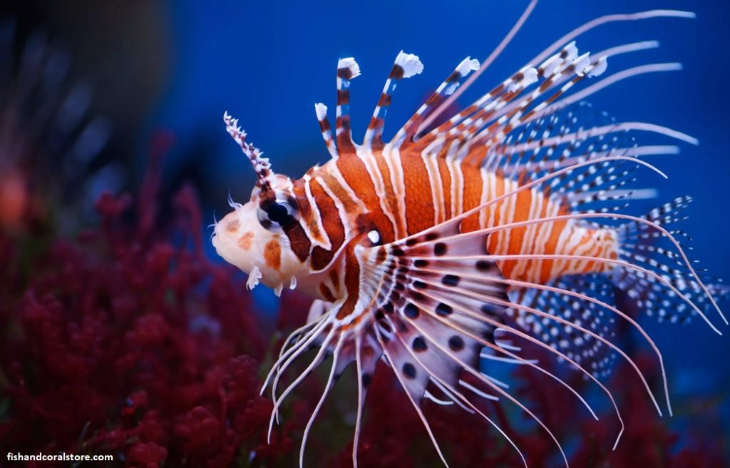 Mombasa Lion Fish