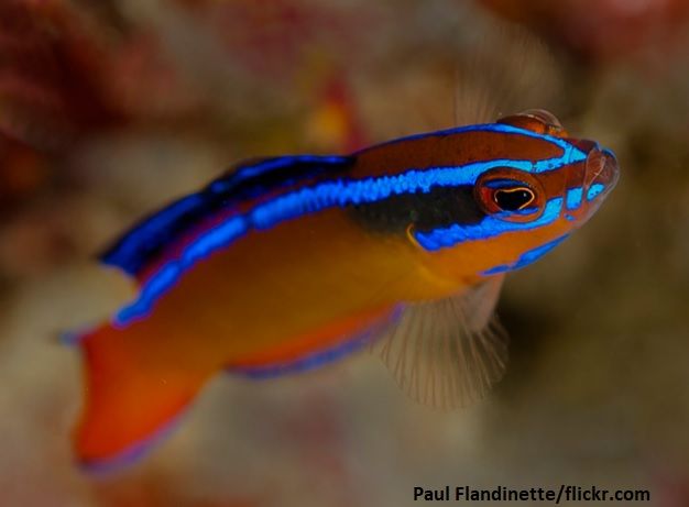 Ikan Dottyback