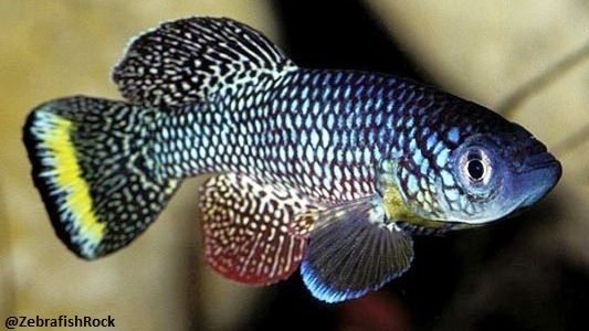 Jenis Ikan Killifish