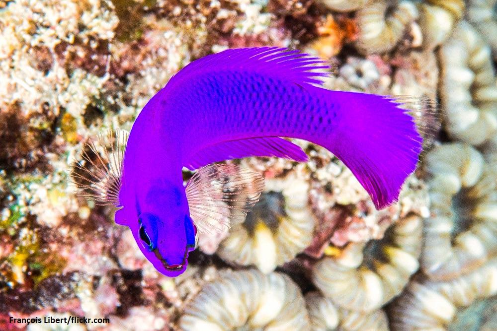 Ikan Dottyback