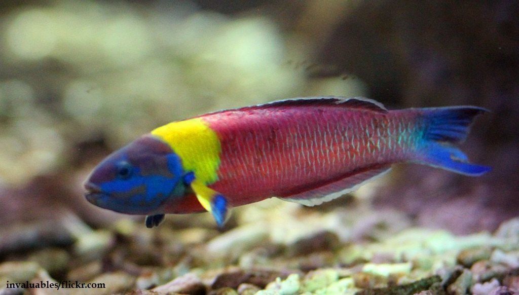 Ikan Wrasse