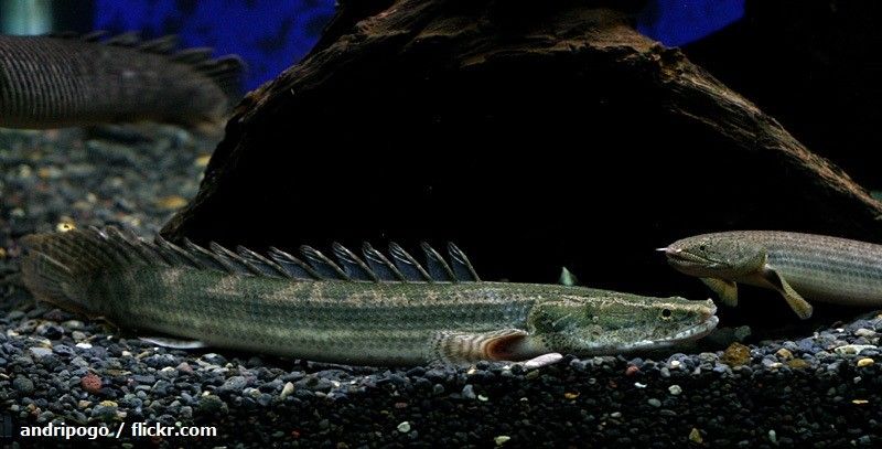 Ikan Palmas