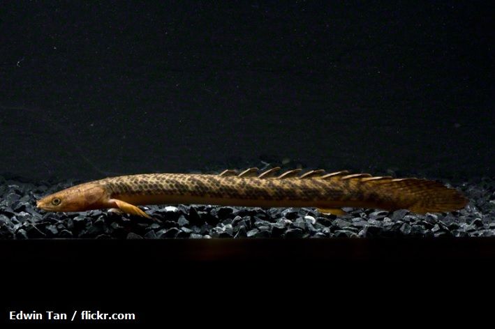 Ikan Palmas