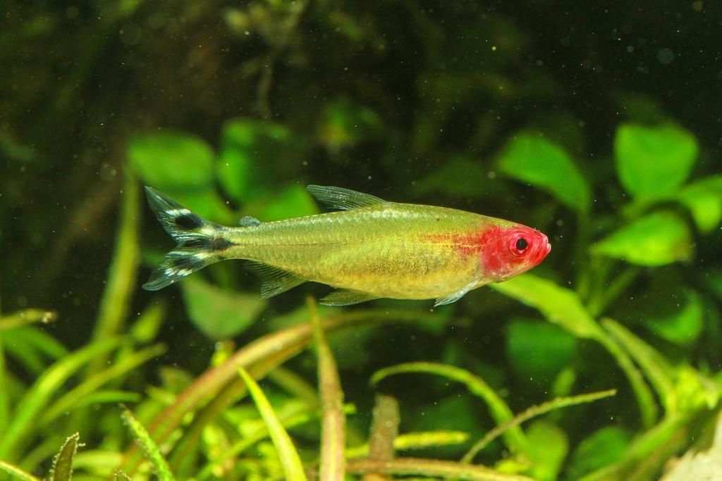 Panduan Cara Merawat Ikan Red Nose Tetra