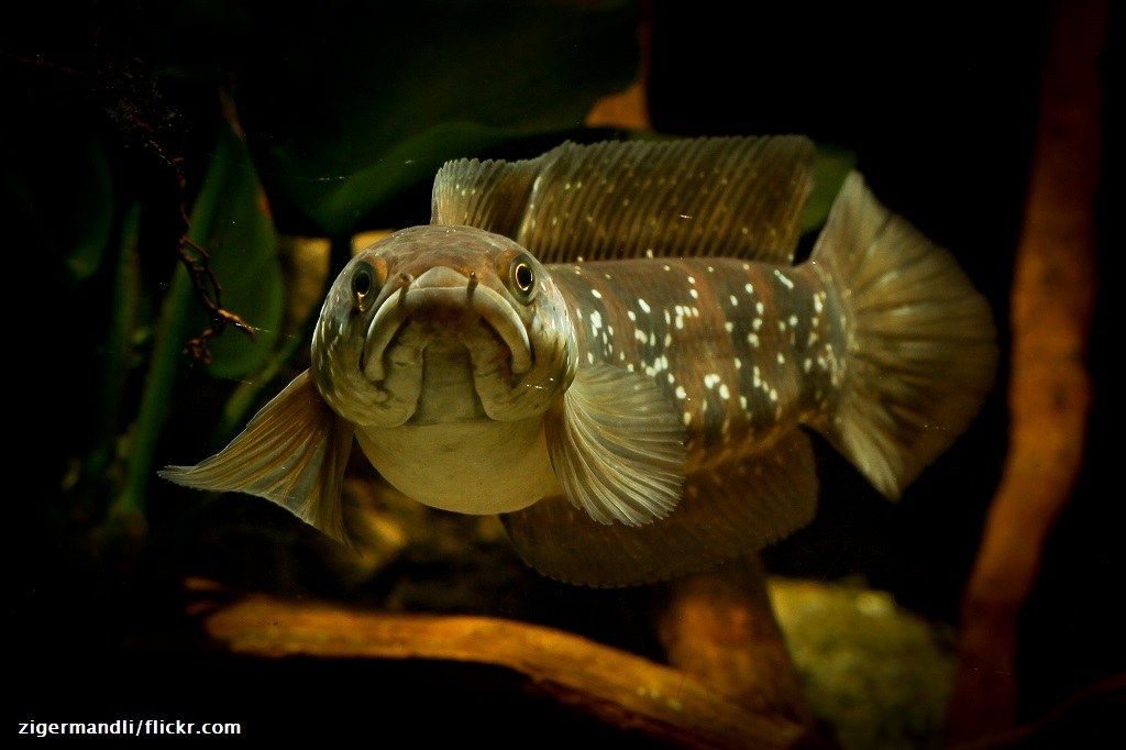 Panduan Lengkap Cara Merawat Ikan Channa