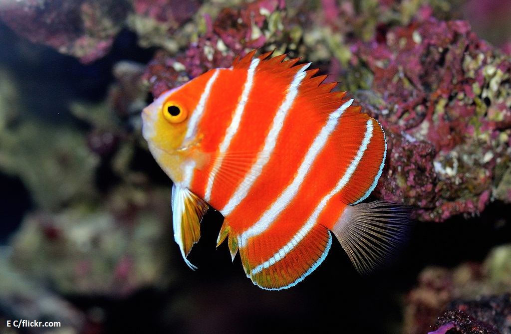 Peppermint Angelfish