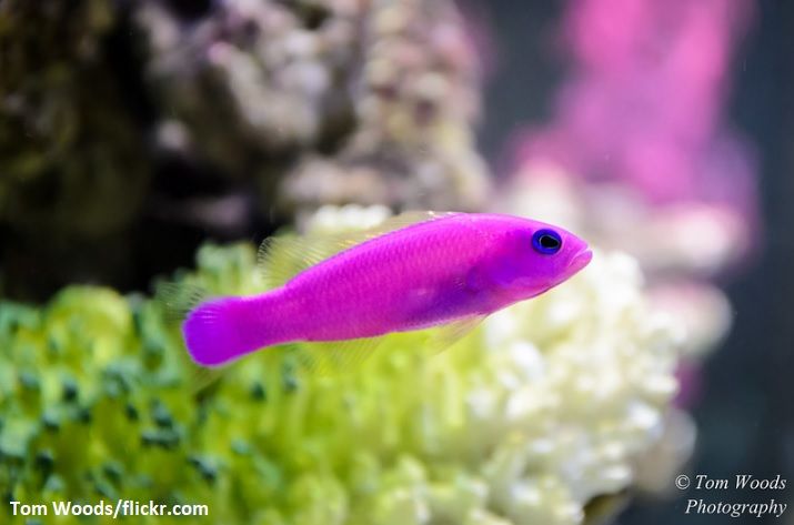 Ikan Dottyback