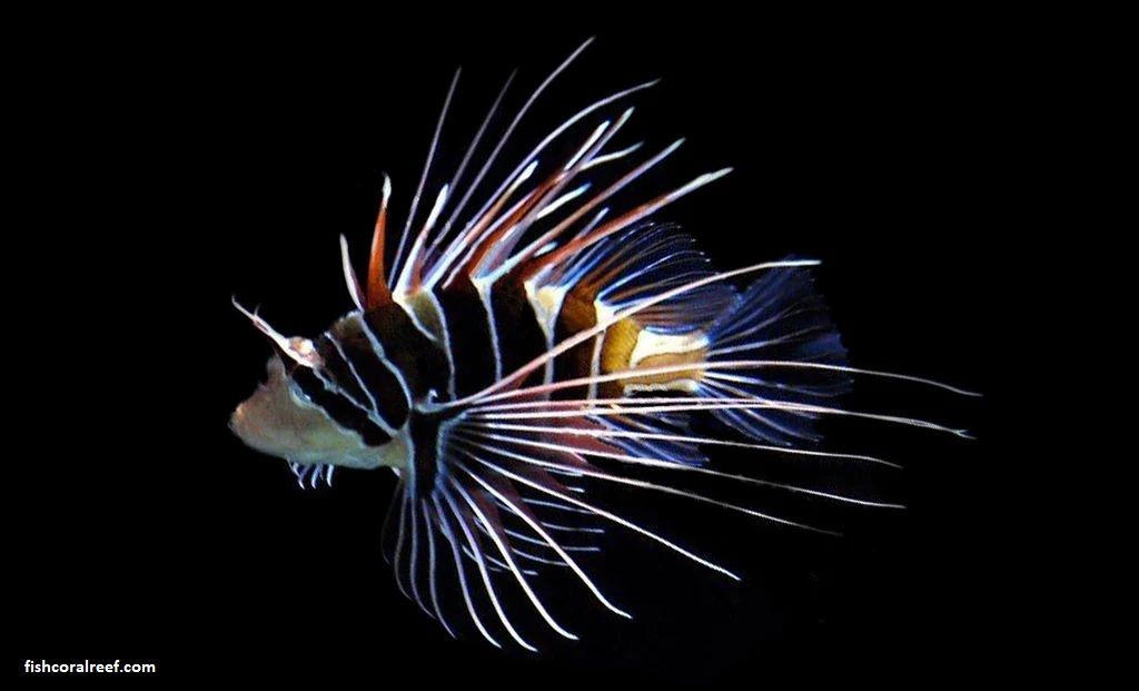 Radiata Lion Fish
