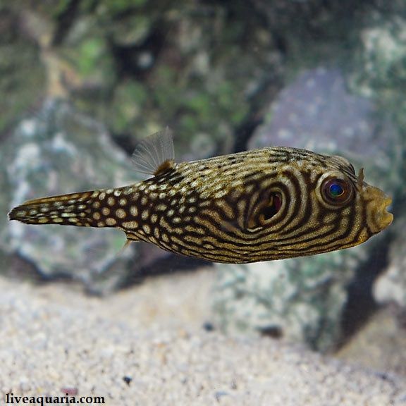 Ikan Puffer