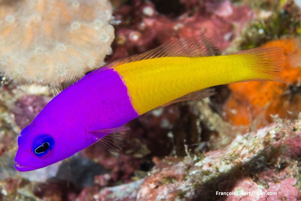Ikan Dottyback