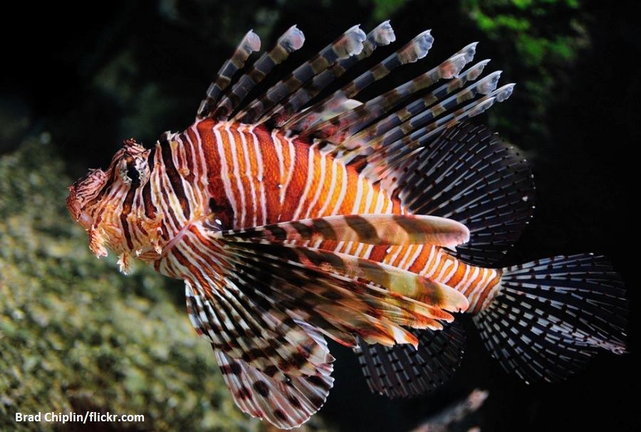 Russell's Lion Fish