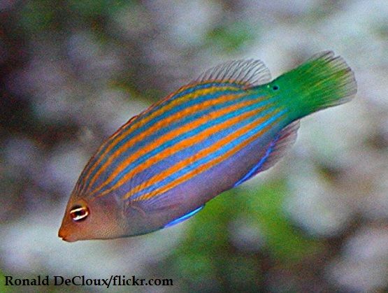 Ikan Wrasse