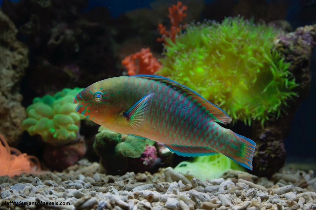 Ikan Kakatua