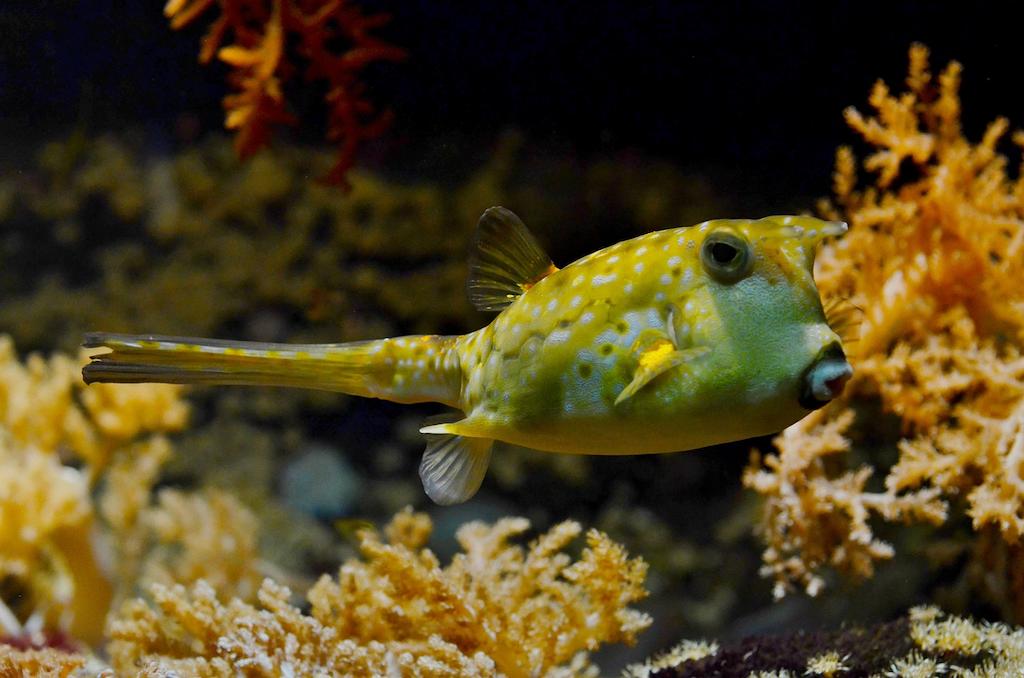 Spesies Ikan Puffer