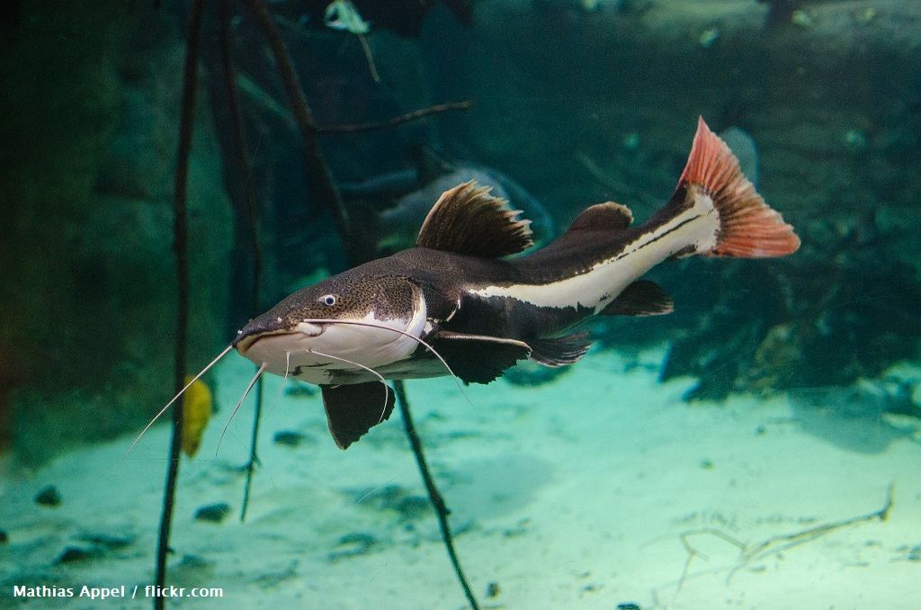 Ikan Redtail Catfish