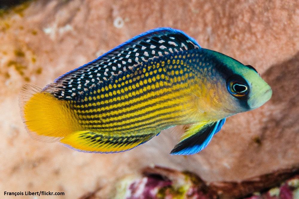 Ikan Dottyback