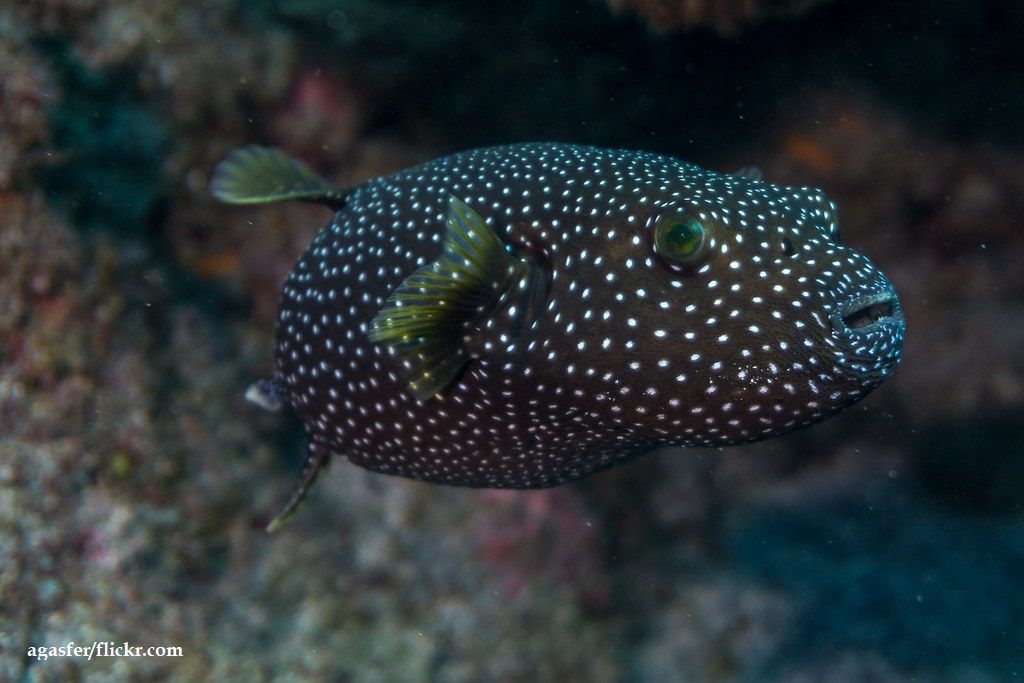 Ikan Puffer