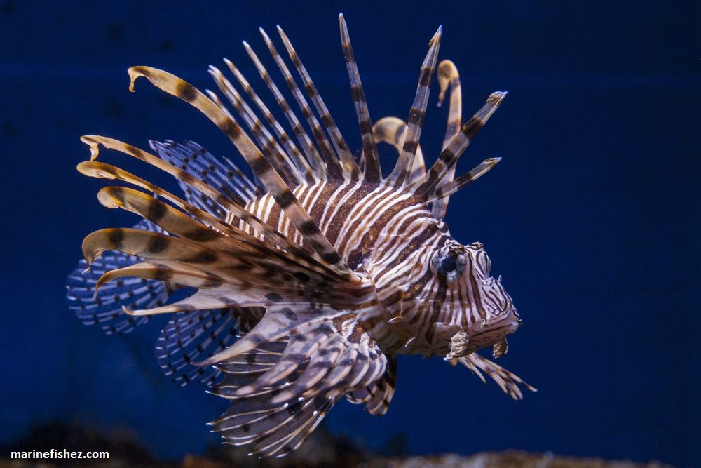 Volitan Lion Fish