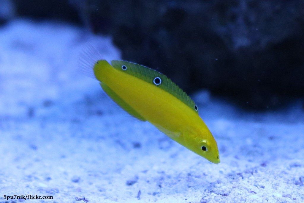 Ikan Wrasse
