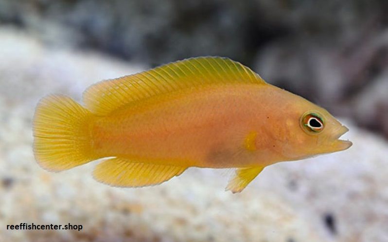Ikan Dottyback
