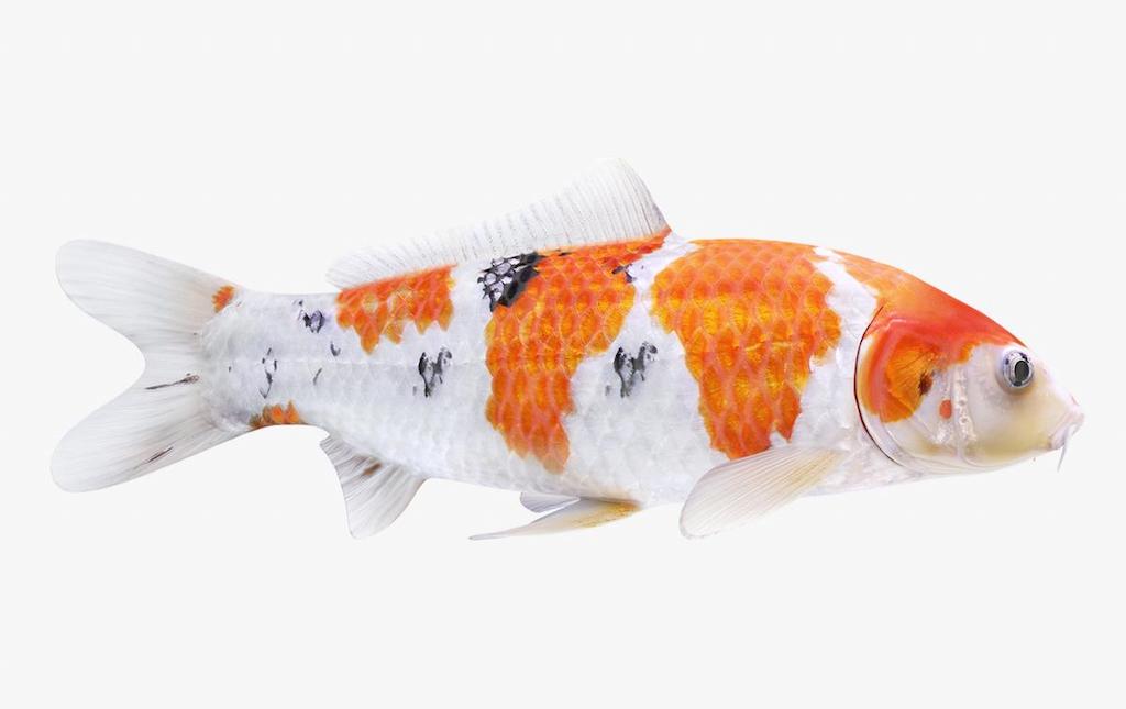 Anatomi dan Karakteristik Fisik Ikan Koi