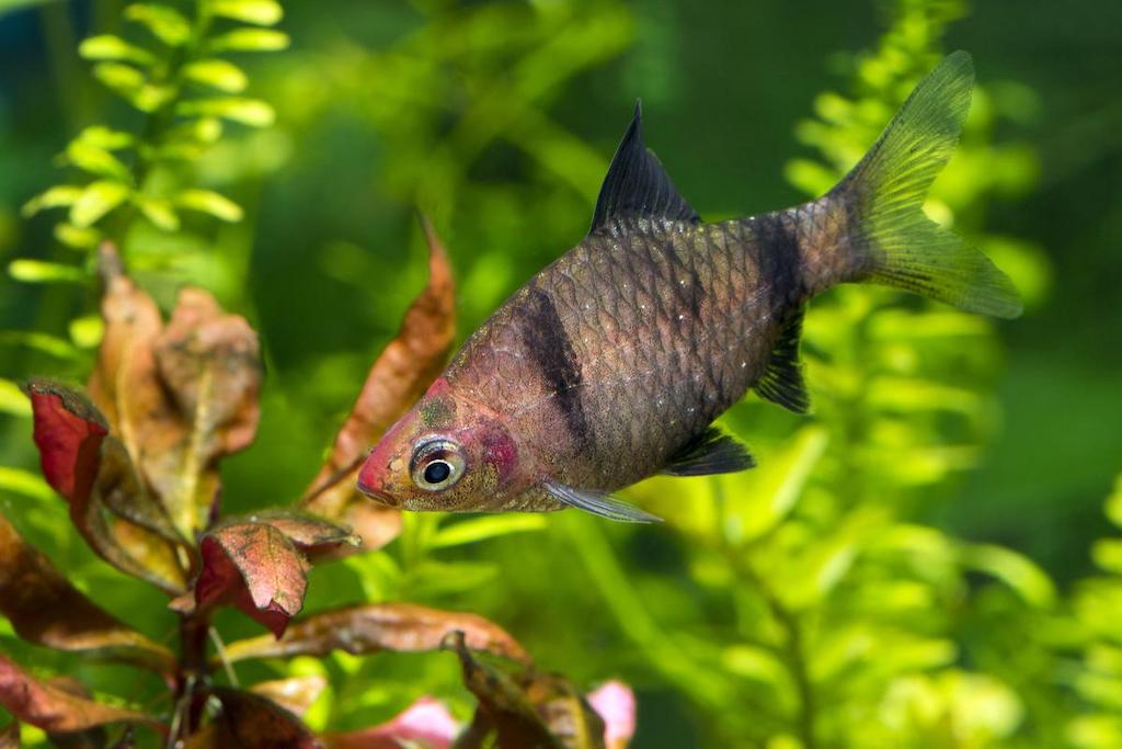 Jenis Ikan Barb