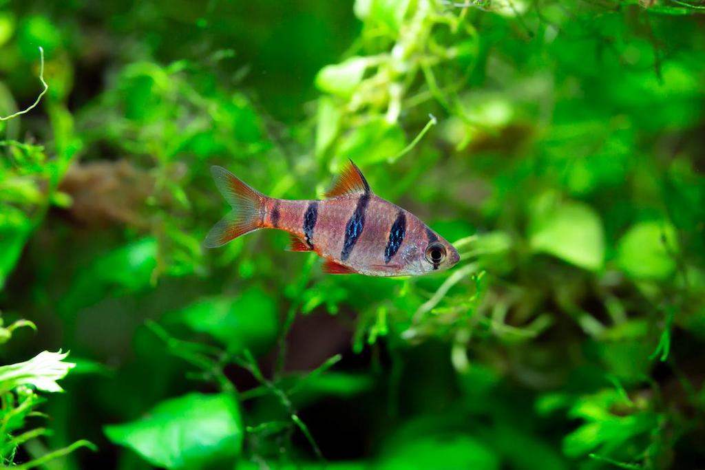 Jenis Ikan Barb