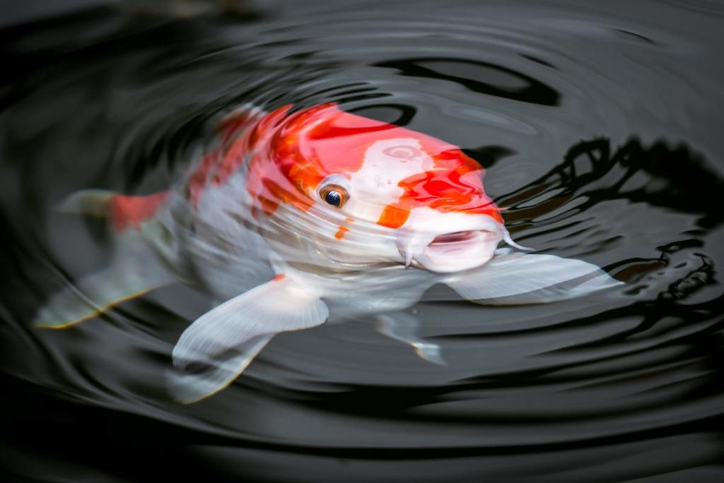 Informasi Tentang Ikan Koi