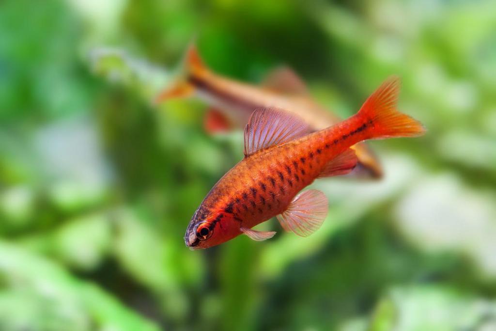 Jenis Ikan Barb