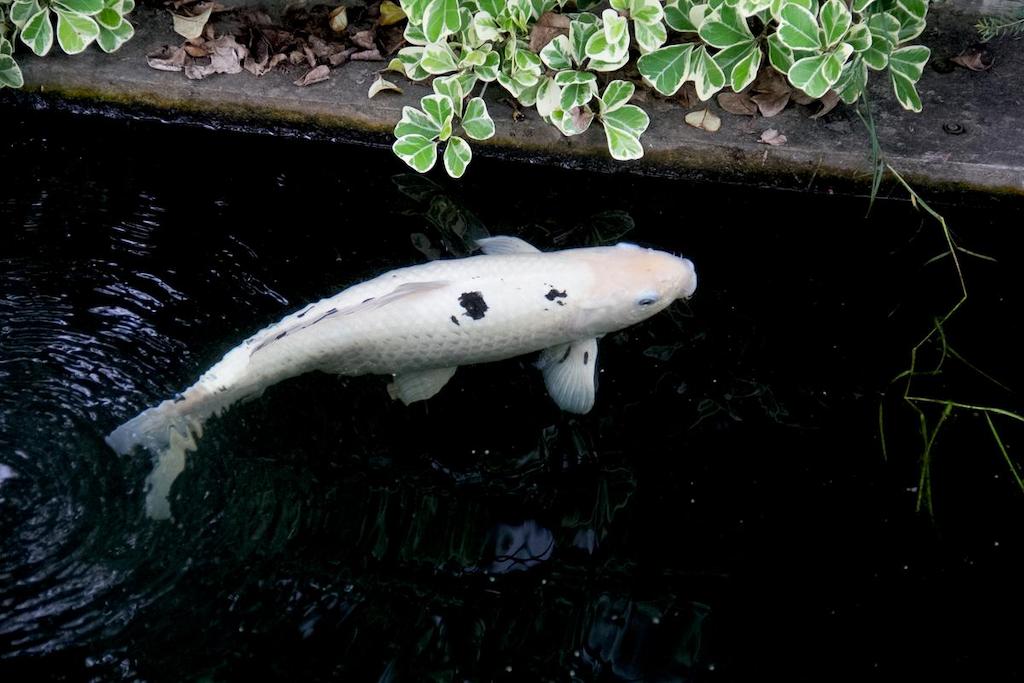 Jenis Ikan Koi Bekko