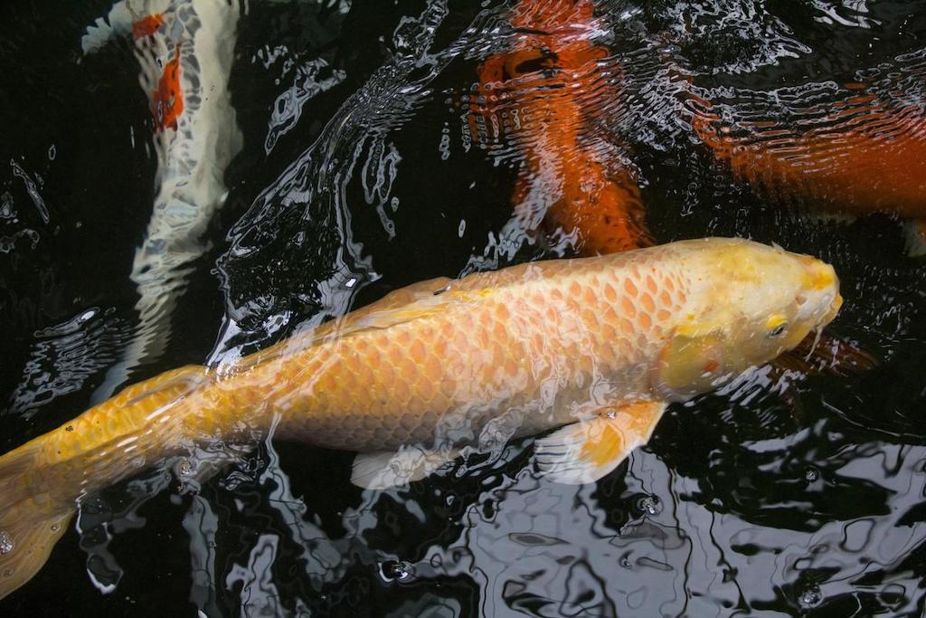 Jenis Ikan Koi Hikarimono