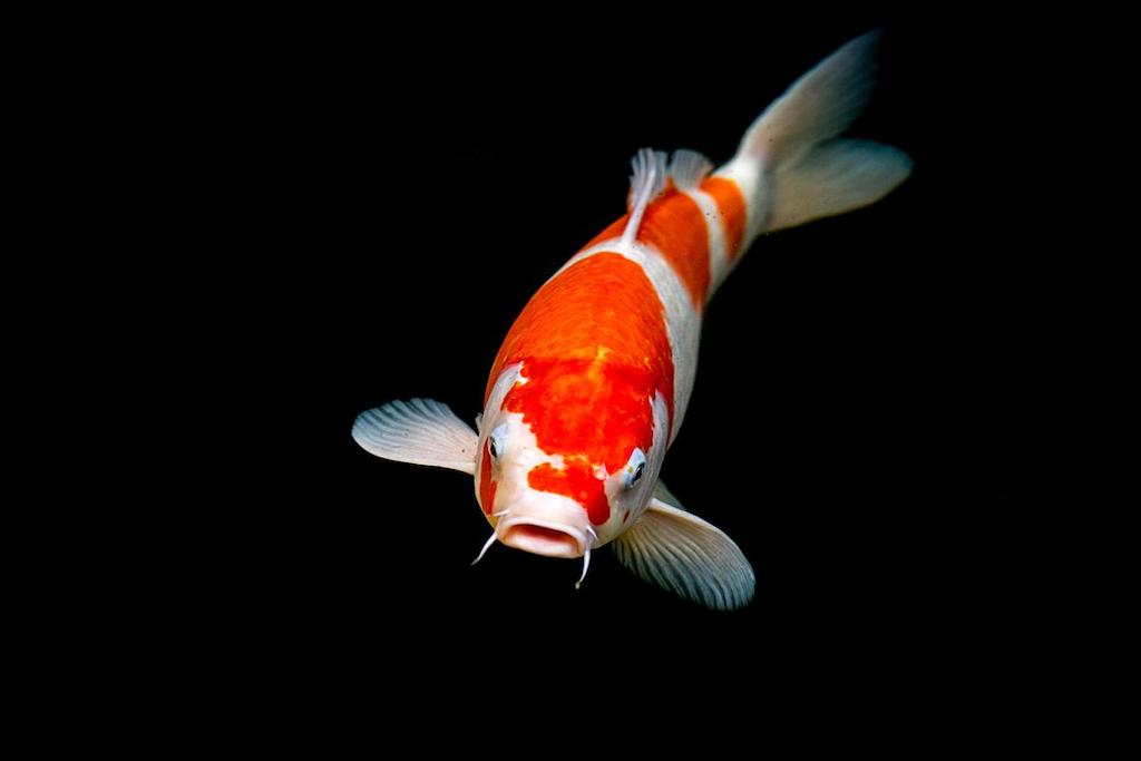 Jenis Ikan Koi Kohaku