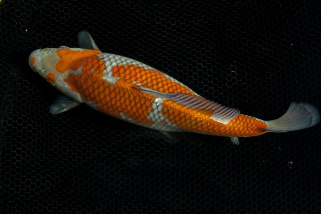 Jenis Ikan Koi Ochiba Shigure
