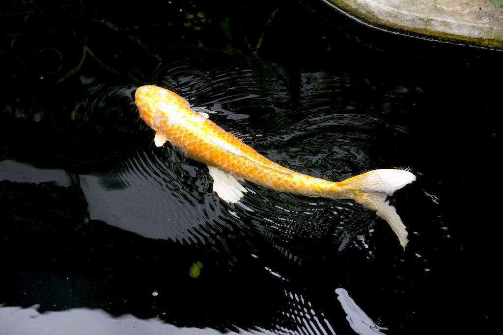 Jenis Ikan Koi Ogon