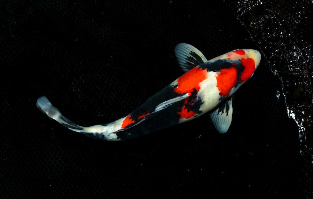Jenis Ikan Koi Sanke