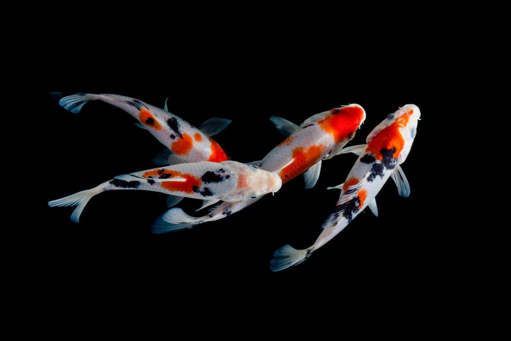 Jenis Ikan Koi Showa