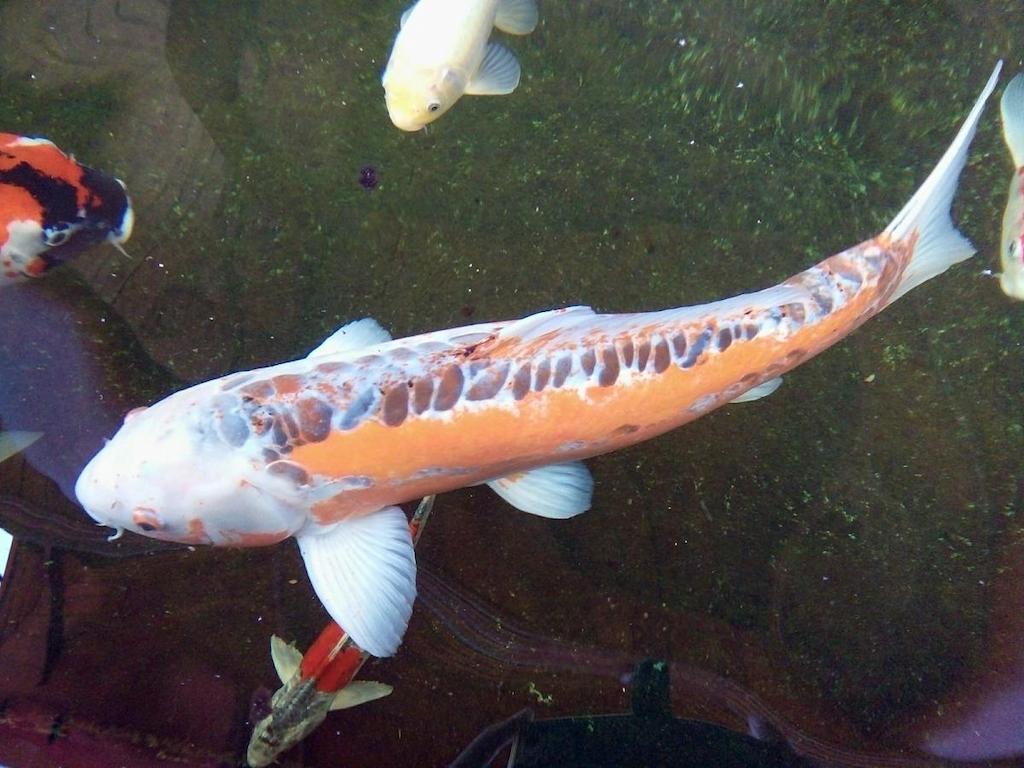 Jenis Ikan Koi Shusui