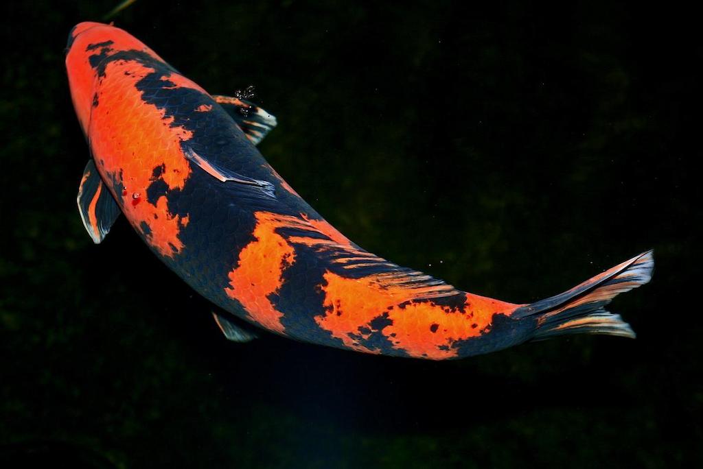 Jenis Ikan Koi Utsurimono