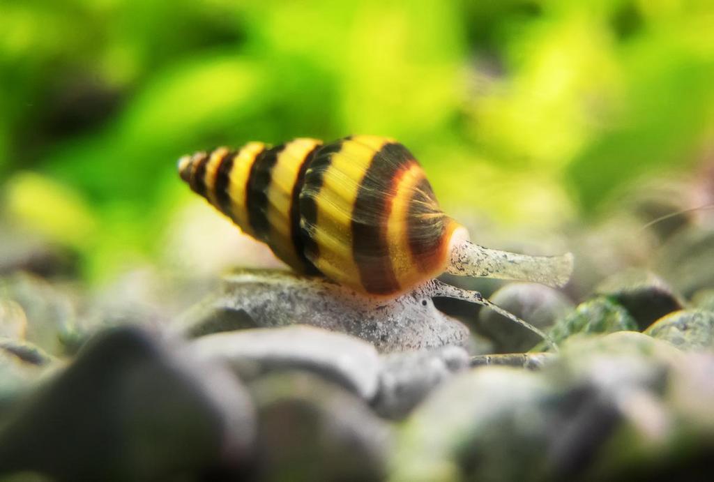 Keong Aquascape
