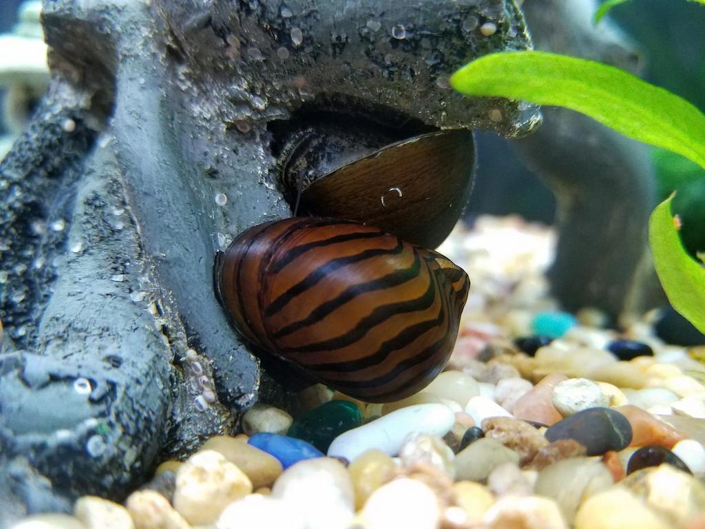 Keong Aquascape