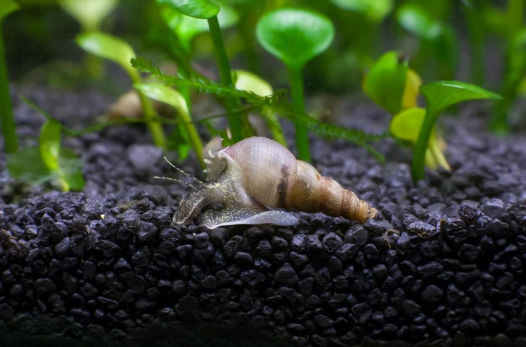 Keong Aquascape