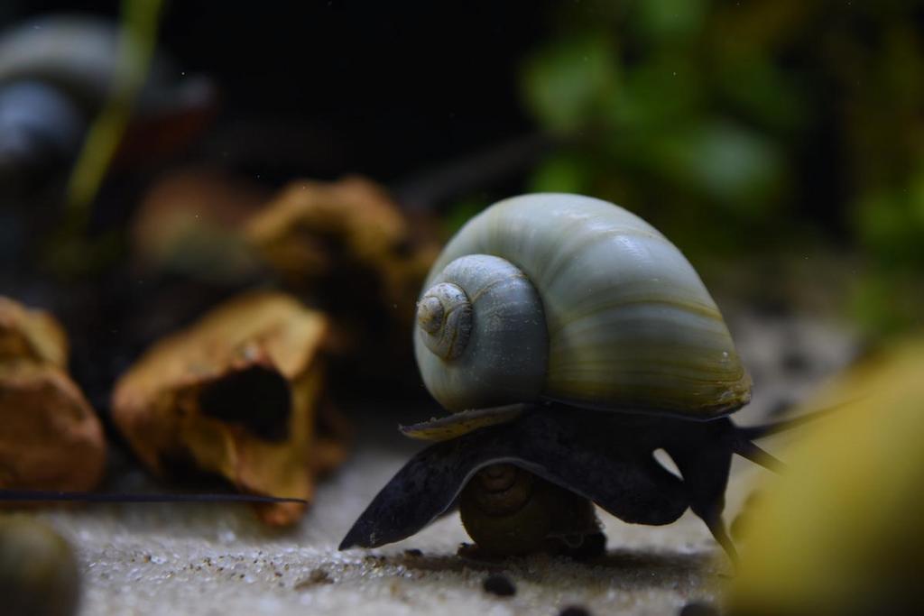 Keong Aquascape