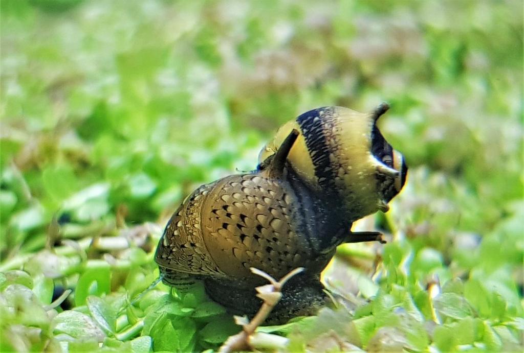 Keong Aquascape