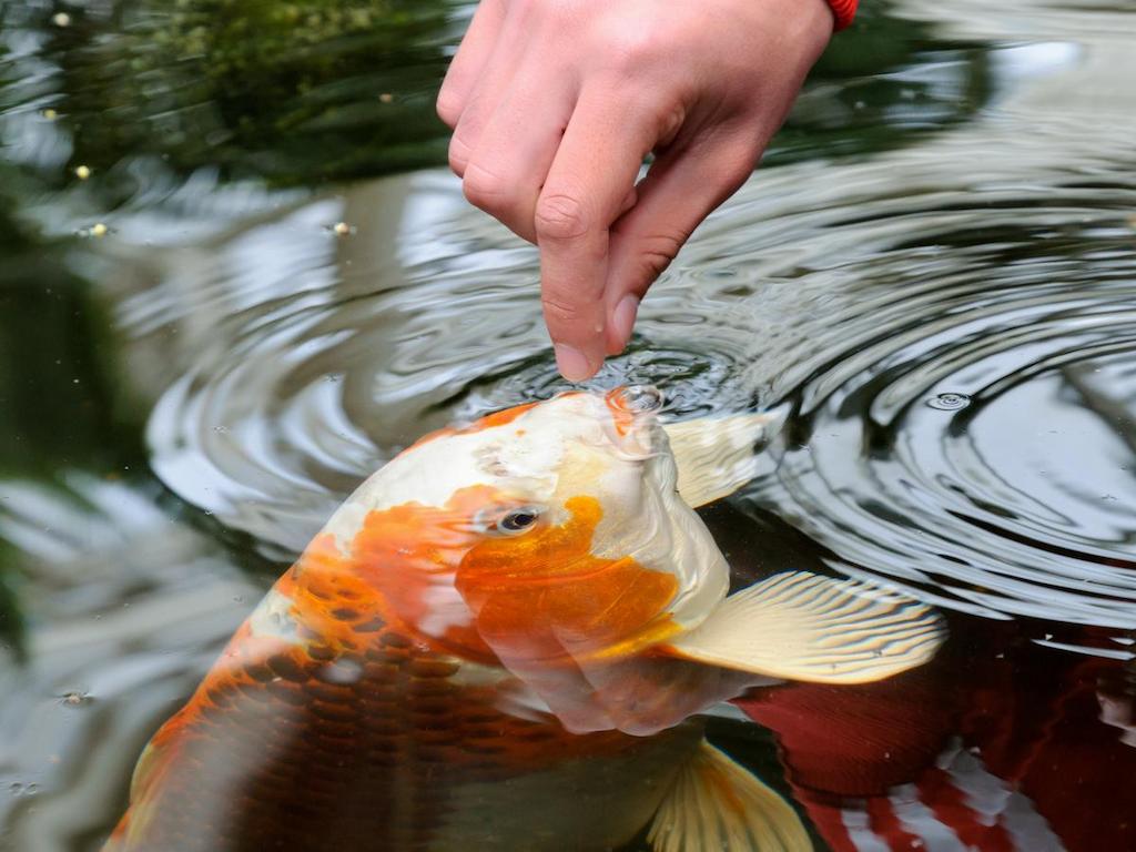 Nutrisi dan Pakan yang Tepat untuk Ikan Koi