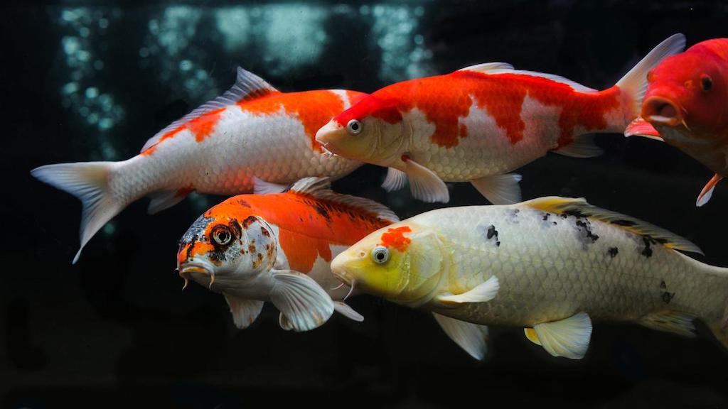 Perawatan Ikan Koi