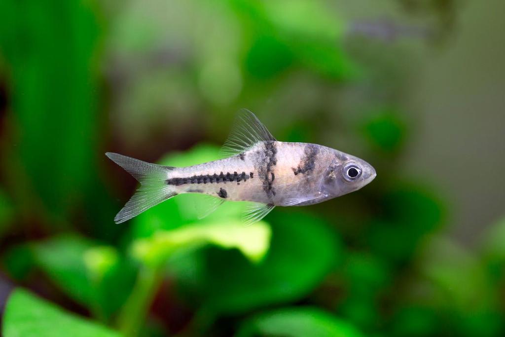 Jenis Ikan Barb