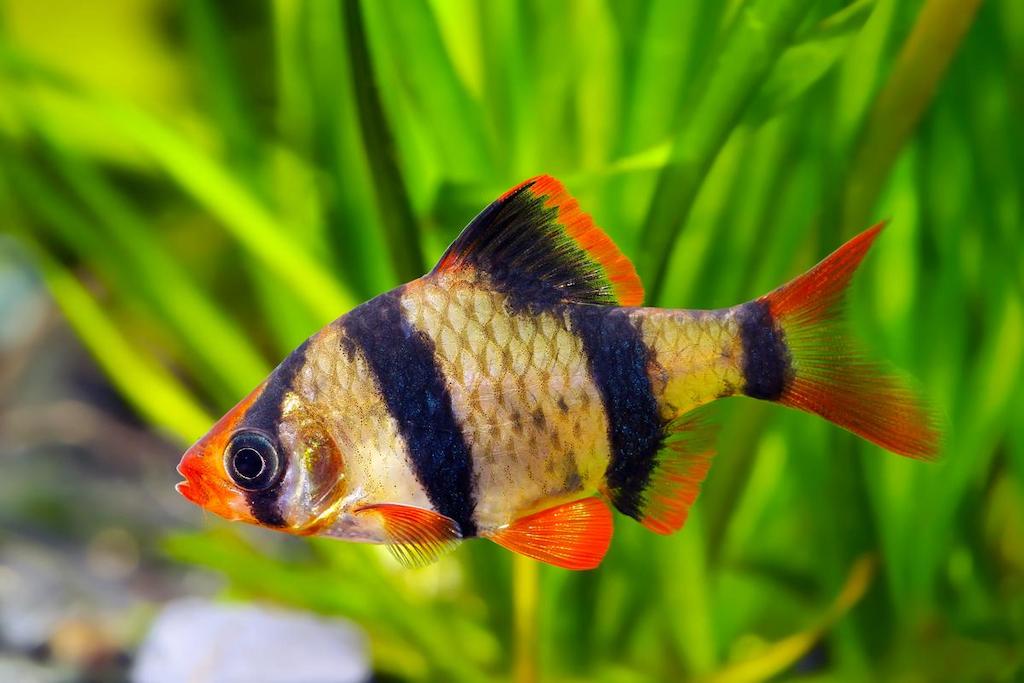 Jenis Ikan Barb