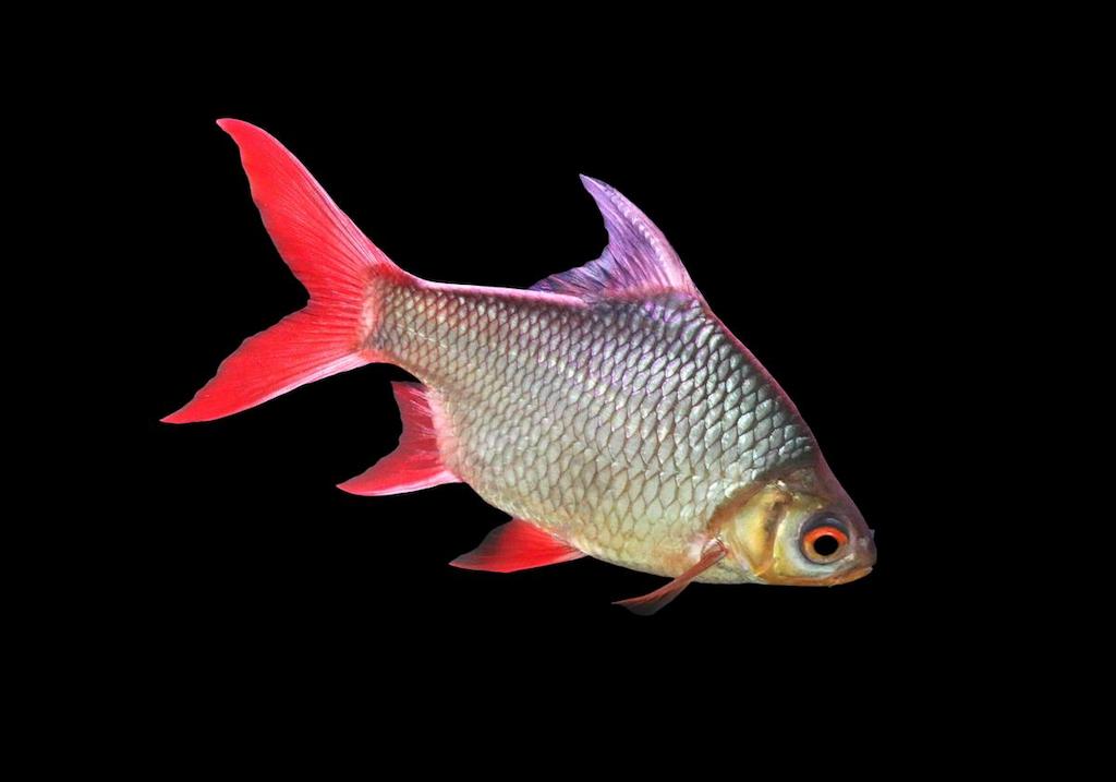 Jenis Ikan Barb